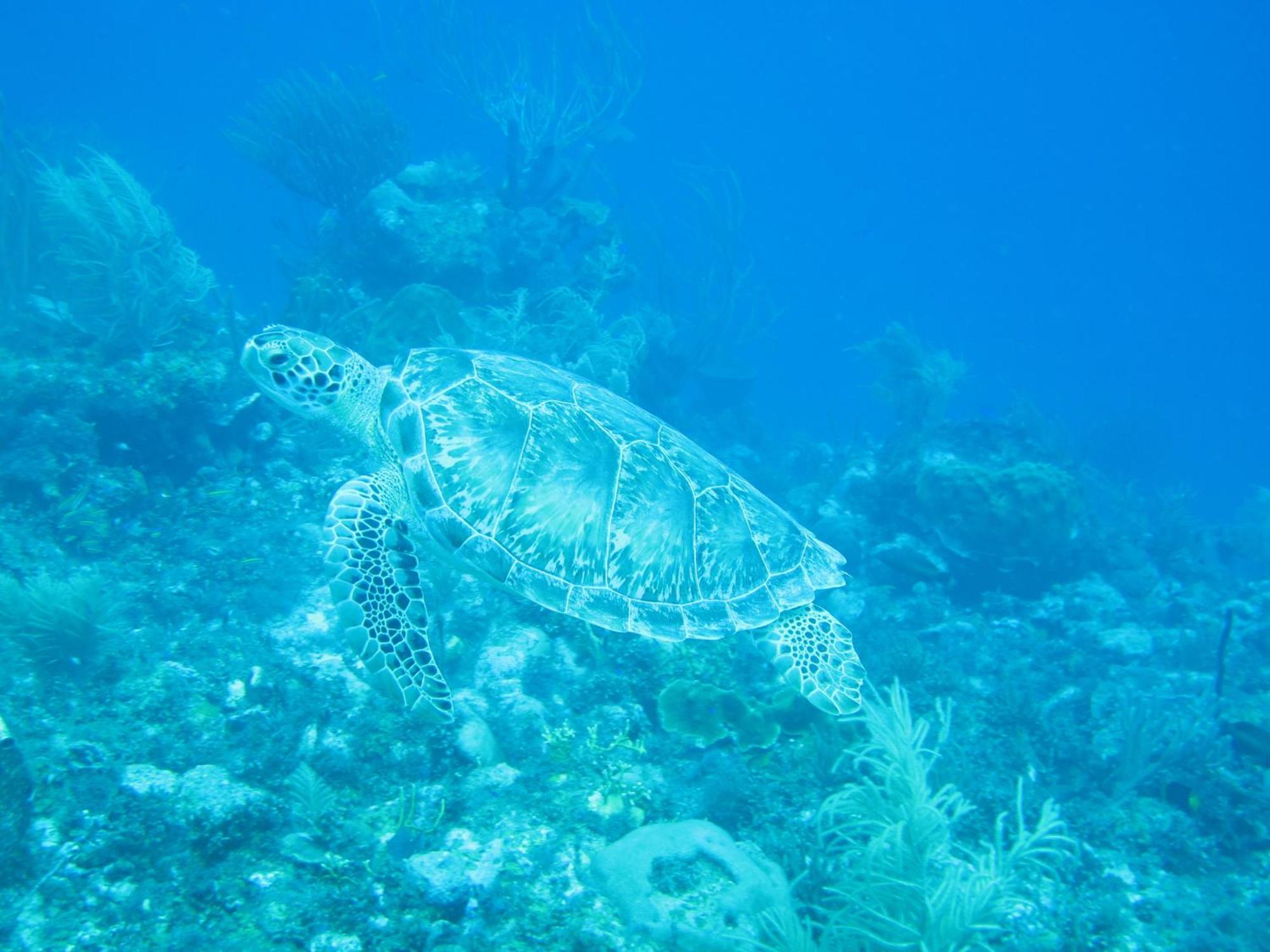 Caribbean Chillout Apartments Kralendijk na wyspie Bonaire Zewnętrze zdjęcie