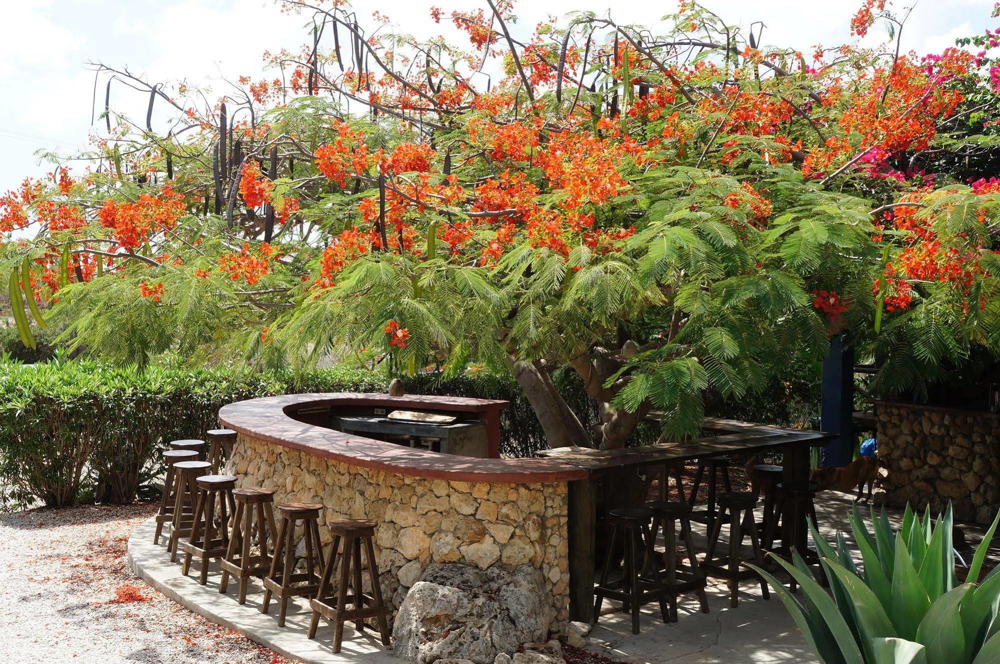 Caribbean Chillout Apartments Kralendijk na wyspie Bonaire Zewnętrze zdjęcie